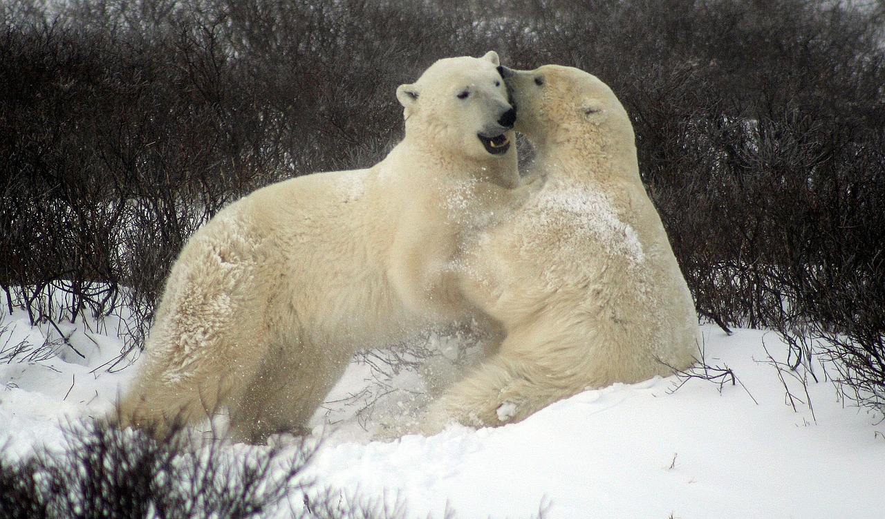 Polar Bears Churchill Manitoba