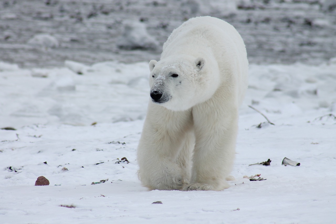 Polar bear on tundra