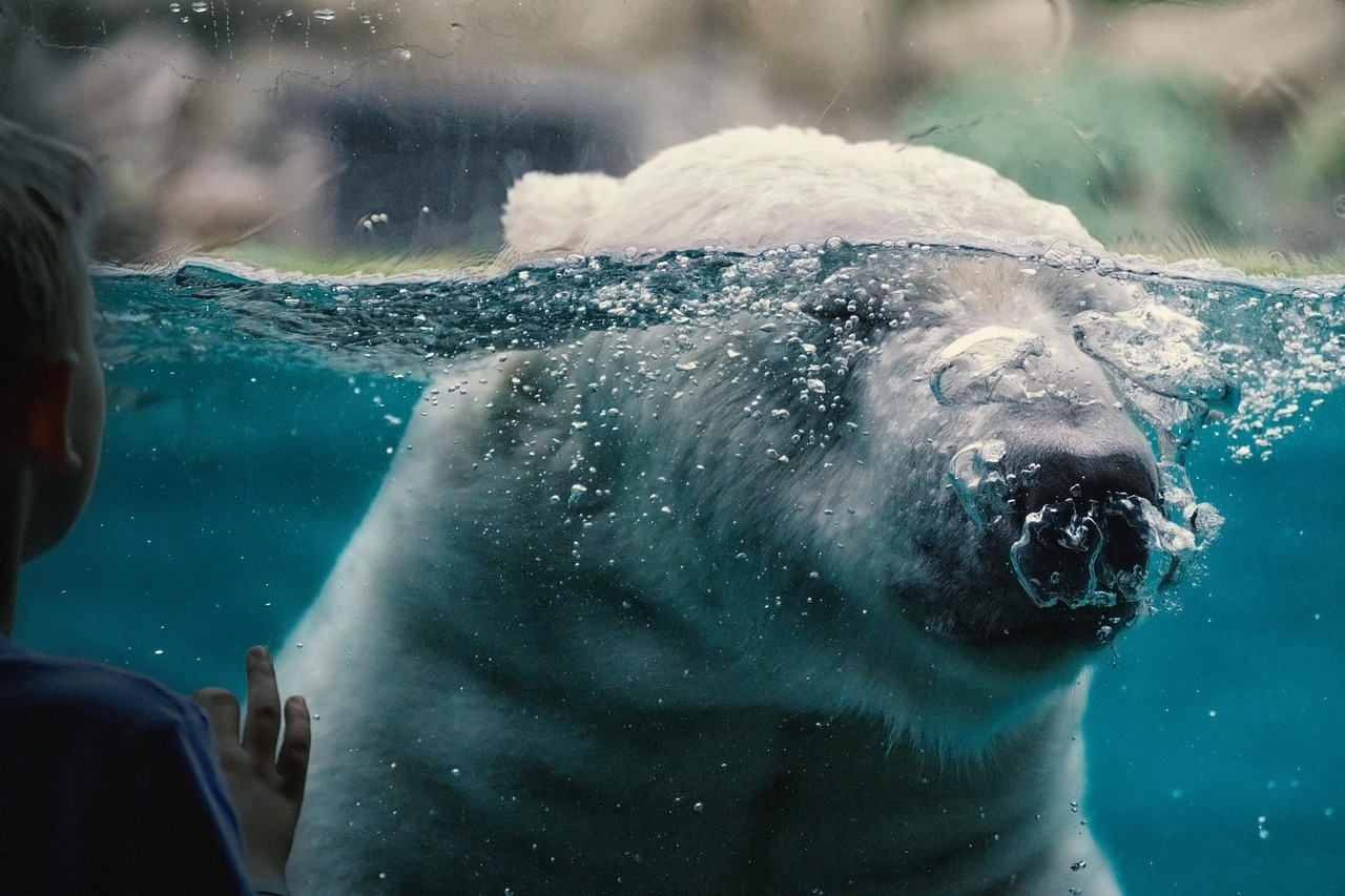 Churchill Polar Bears 3