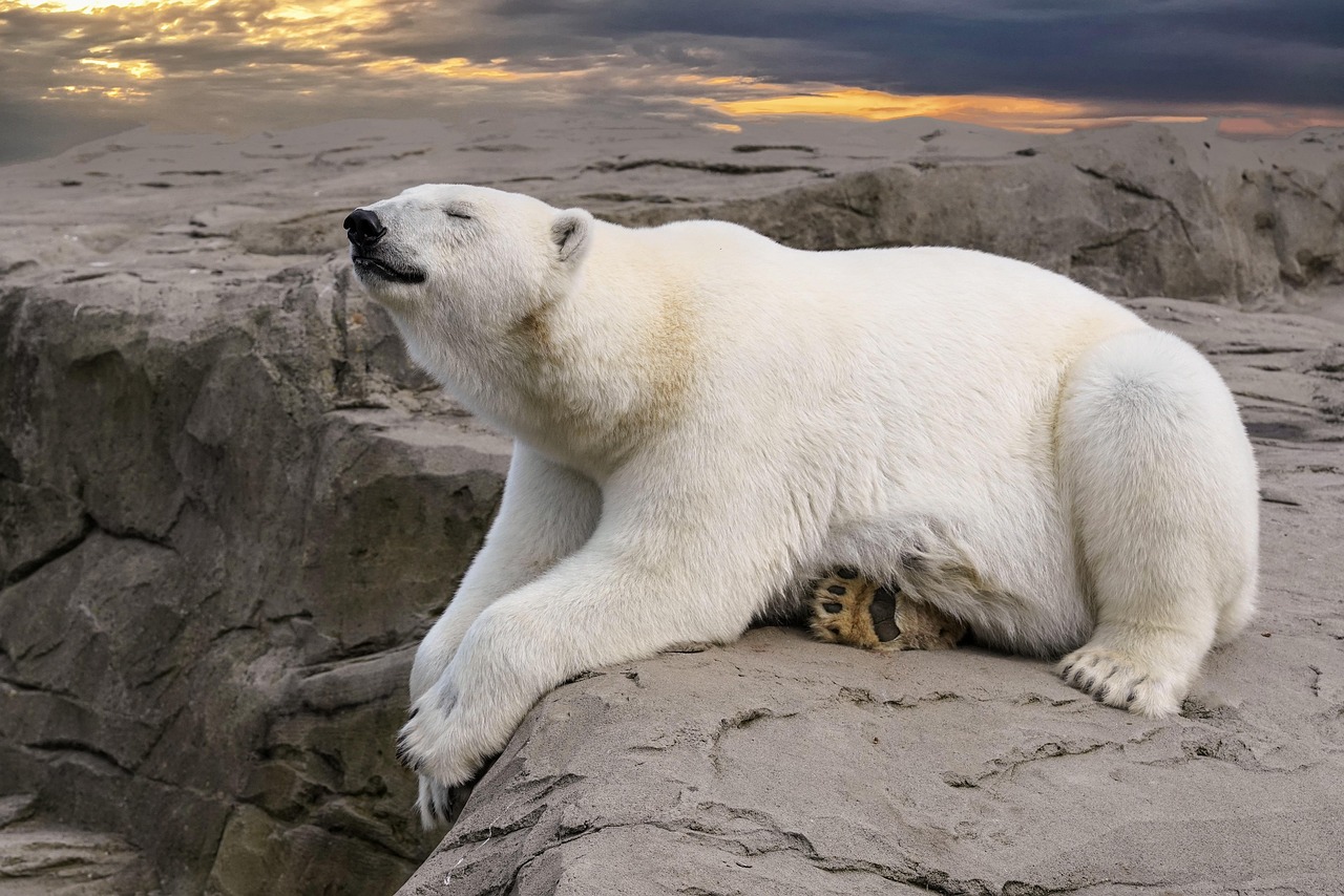 Churchill Polar Bears 9